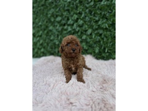 Birbirinden güzel toy poodle bebekler