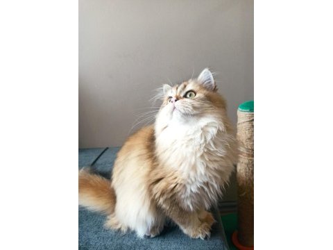 5 aylık dişi british longhair