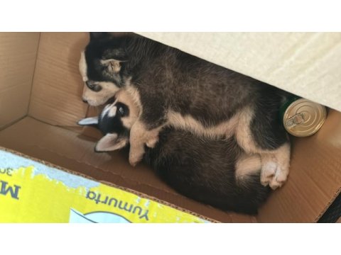 2 aylık sibirya kurdu orjinal sibirya fiyatı uygun