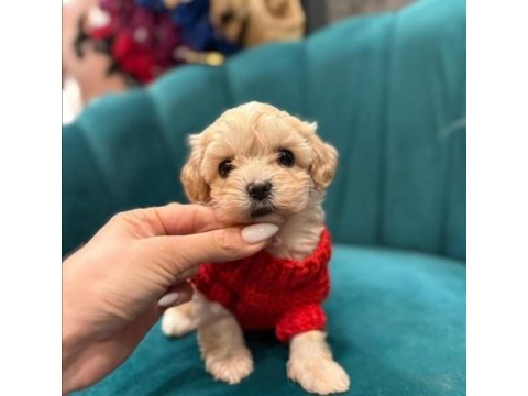 Mağazamızdan maltipoo yavrularımız