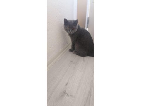 Evcil uyumlu sakin british longhair