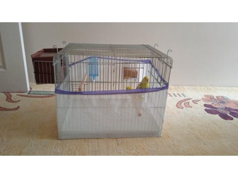 Çift muhabbet kuşları ve kafes