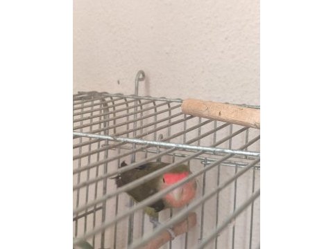 Sevda papağanı 3 aylık tam güzel bir yavru elle alışmaya