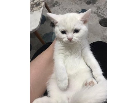 Acil verilecektir hemen teslim scottish straight