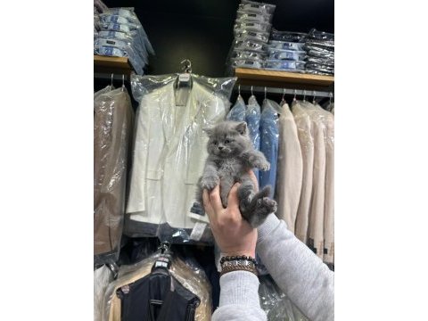 British shorthair 2 aylık