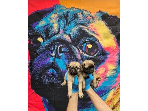 A kalite sıfır burun pug bebekler