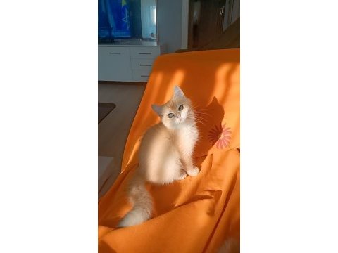 Full şecereli ny 12 erkek british shorthair
