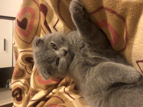 Yavru scottish fold