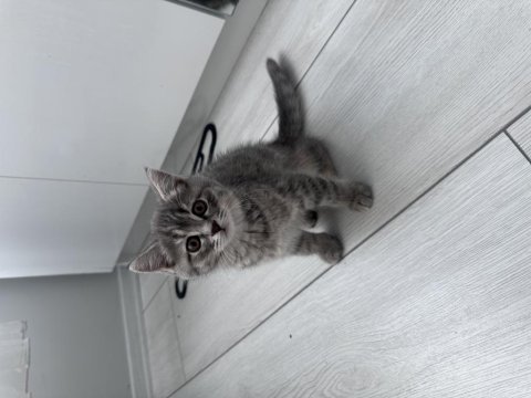 Ev ortamında büyümüş iki aylık british shorthair kediler