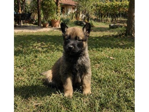 Harika anatomi üst kalite belçika kurdu yavrular