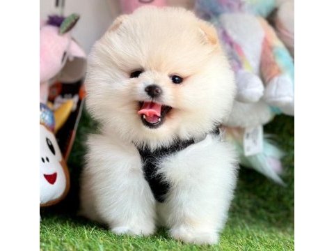 Sevimli pomeranian boo yavrularımız
