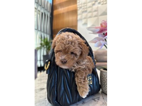 Maltipoo bebeklerimiz gelmiştir