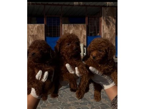 Toy poodle yavrularımız