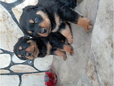 Erkek dişi rottweiler yavrular