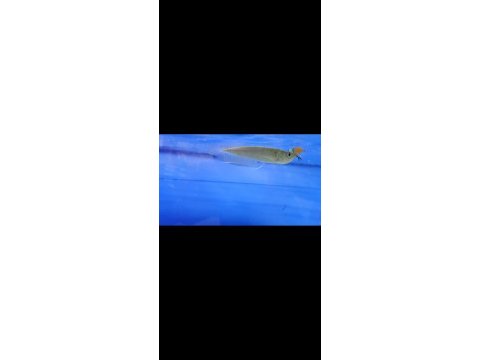 Silwer arowana