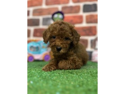 Altın kızlar yeni evlerine gitmeye hazır köpekler