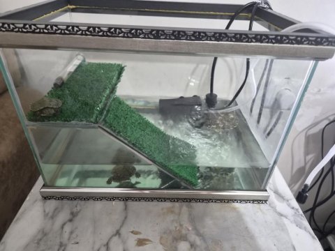 Yavru su kaplumbağaları