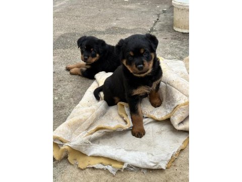 Saf kan rottweiler yavrularım