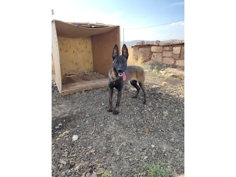 Belçika kurdu malinois