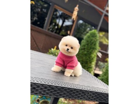 Sağlık ve ırk garantili pomeranian