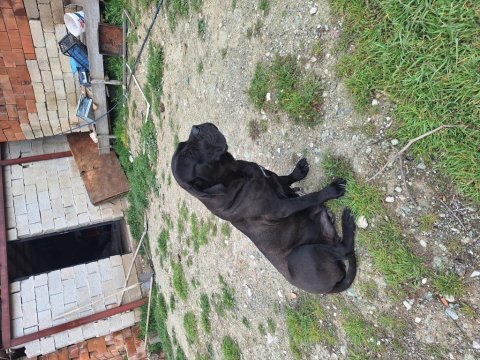 Orjinal uygun cane corso
