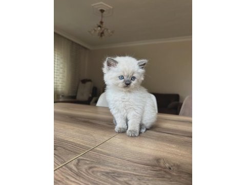 Yakışıklı british longhair