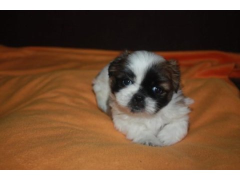 Irk garantili saf kan shih tzu yavruları