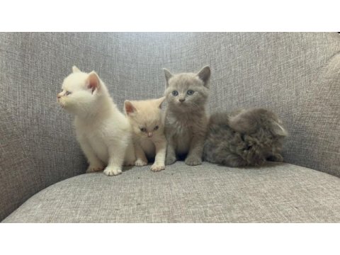 British shorthair yavrularım yuvalarını bekliyor..