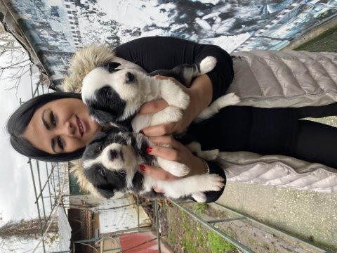 Zeka küpü border collie yavrularım