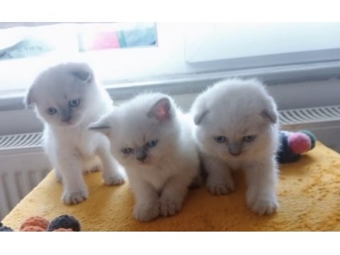Orjinal oyuncu scottish fold bebekler sizleri bekliyor