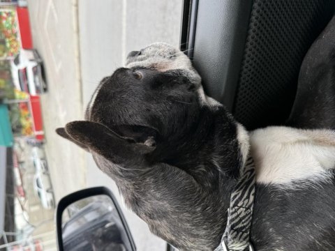 Eşlemeye açık french bulldog