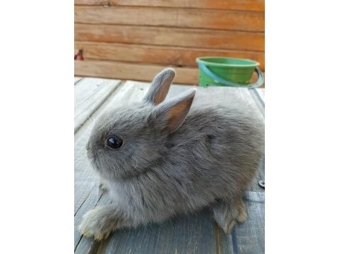 Netherland dwarf hollanda cücesi tavşan