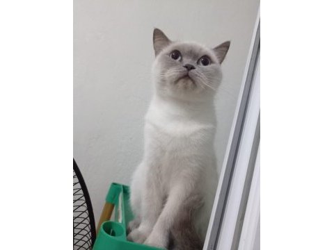 British shorthair kedisi