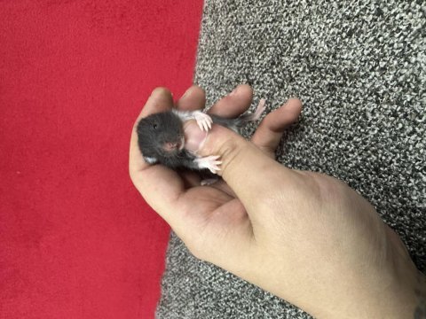 Yavru suriye hamster