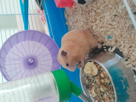 Dişi suriye hamsterı kafesiyle birlikte