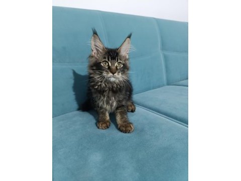 Uyguna vereceğim dev maine coon yavruları