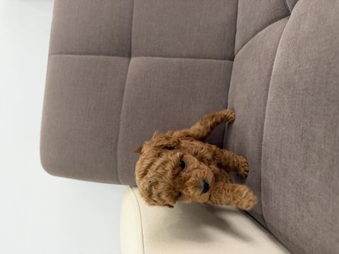 2 aylık toy poodle