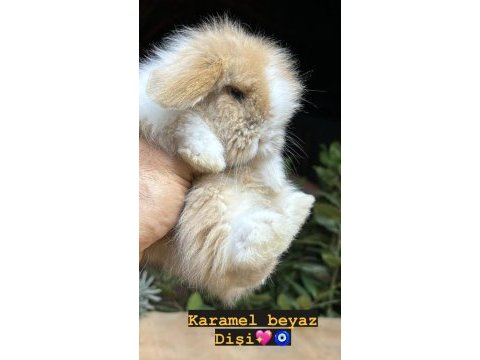 Hollanda lop tavşanı yavruları her yere gönderim