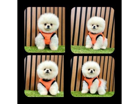 Pomeranian boo yeni ailelerini bekliyorlar