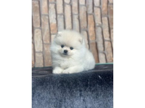 Pomeranian boo dünyası