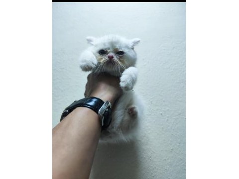 Safkan british shorthair balıkesirde