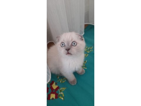 Dişi blue point sakin scottish fold yavru