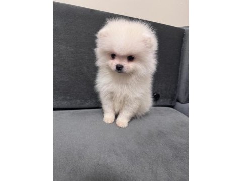 Orjinal ukranie white pomeranian boo