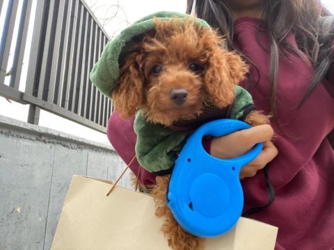 Toy poodle sahiplendirme tuvalet eğitimi vardır