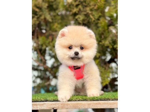 Gerçek tea cup teddy pomeranian boo yavruları