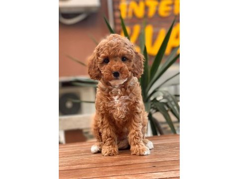 Red toy poodle yavrular