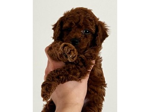 Red brown korelan toy poodle yavrular