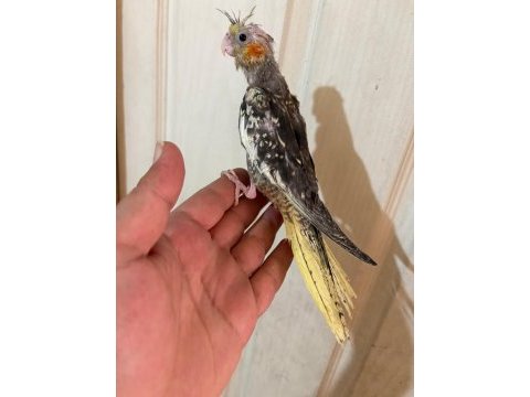 40 günlük el besleme bebek sultan papağanı