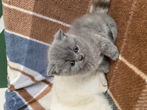 3 haftalık 2 dişi scottish fold yavru