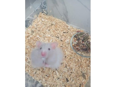 Hamster beyaz